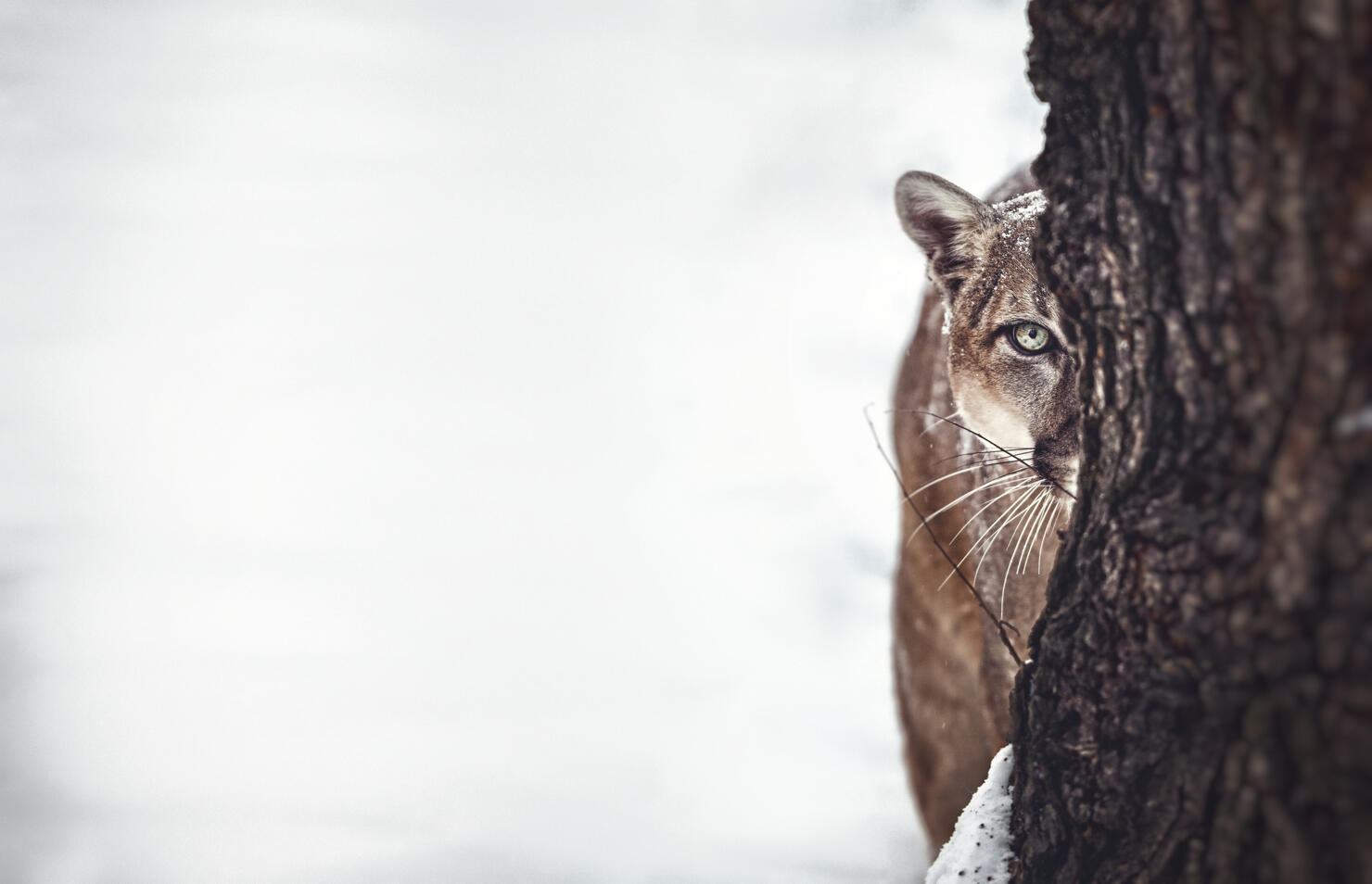 Portrait of a cougar, mountain lion, puma, cougar behind a tree. panther, striking a pose on a fallen tree, Winter scene in the woods