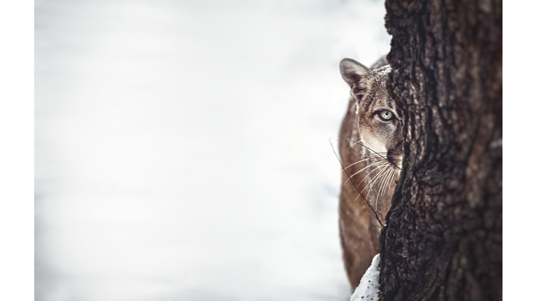 Portrait of a cougar, mountain lion, puma, cougar behind a tree. panther, striking a pose on a fallen tree, Winter scene in the woods