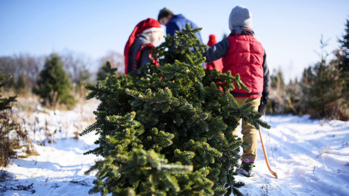 KOOL Tips for Picking Out the Perfect Christmas Tree! KOOL 108 Lee