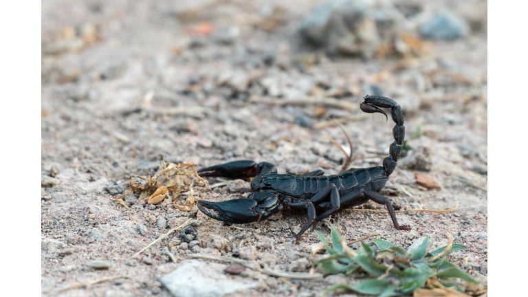 Scorpion in wilderness area.