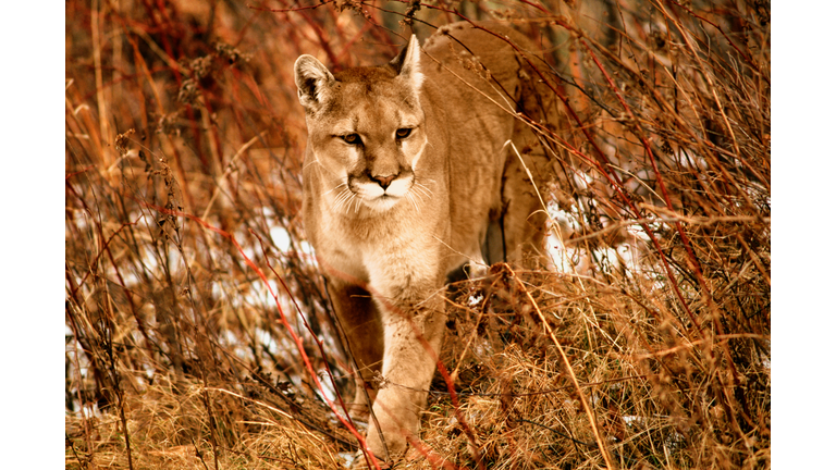 Mountain lion (Puma concolor) walking in grass