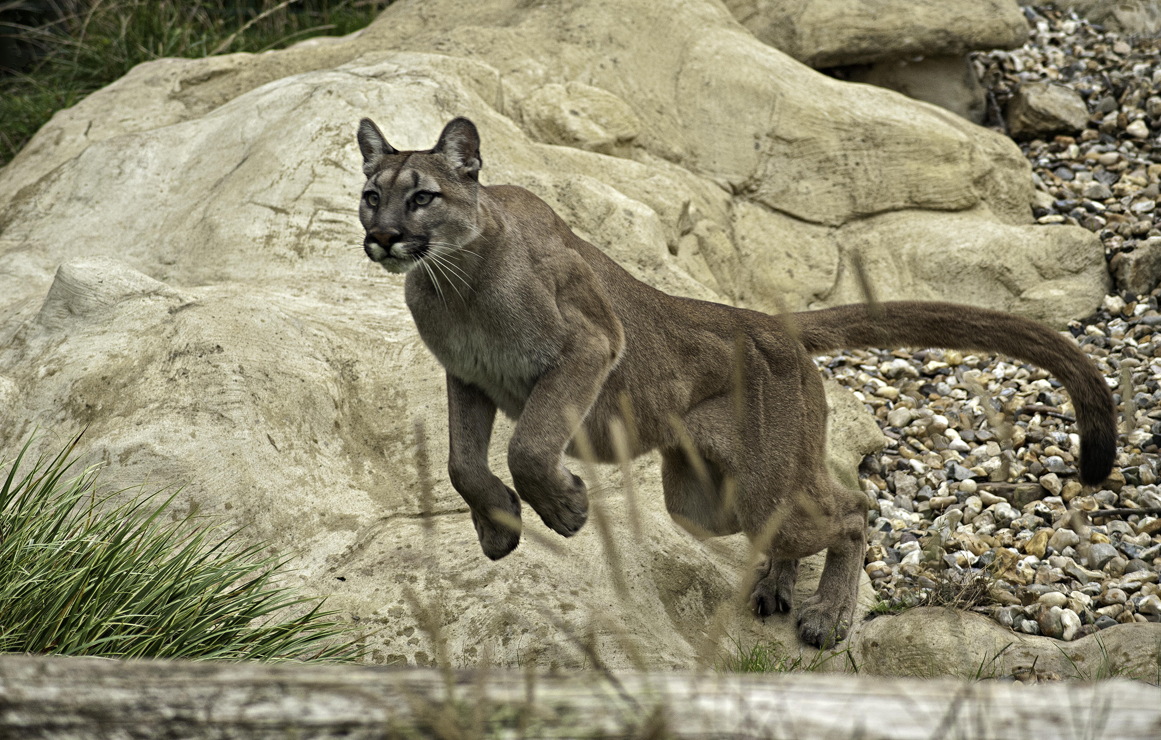 Mountain Lion Attacks 7-Year-Old Boy From Behind In California Park | iHeart