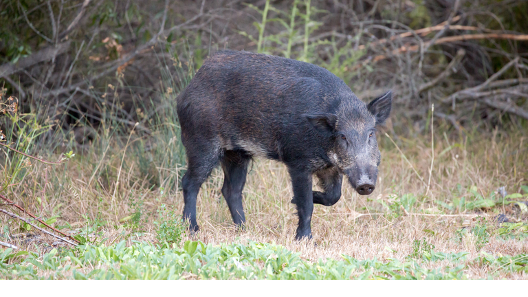 Wild Boar (Sus scrofa) in alert; Santa Clara County, California,