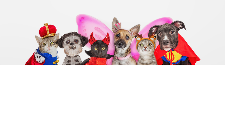Cute Pets in Halloween Costumes Over Web Banner