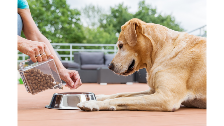 labrador retriever gets dog food