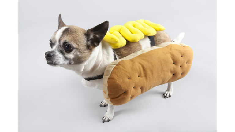 Hot diggity dog for Halloween