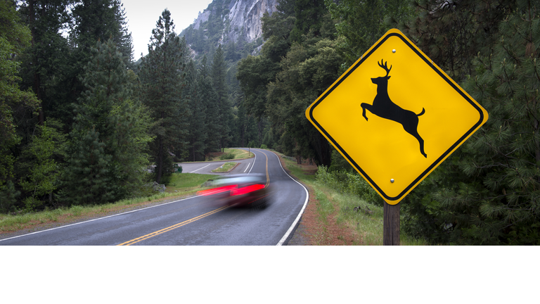 Deer crossing sign and traffic