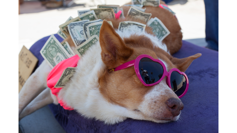 Dog & Dollar Bills
