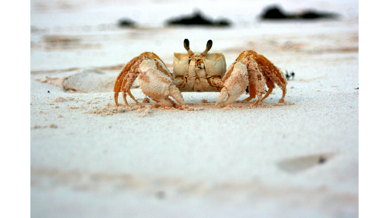 Crab at the beach