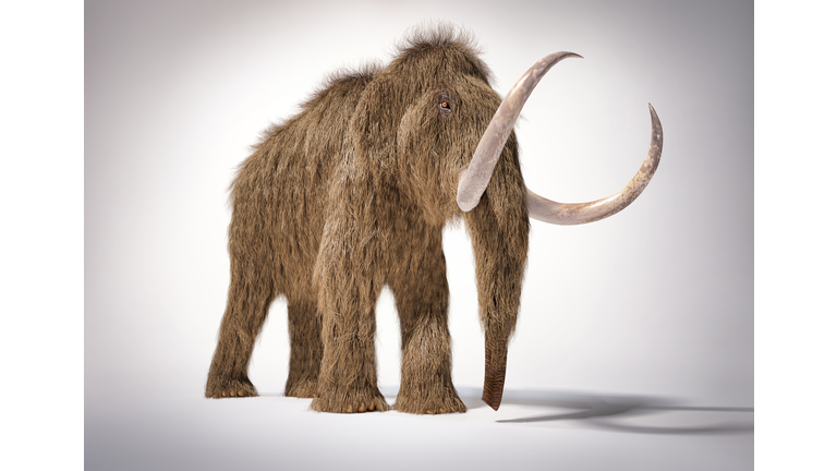 Woolly mammoth, illustration