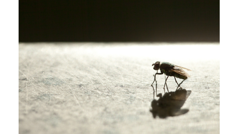 Side-view of a housefly