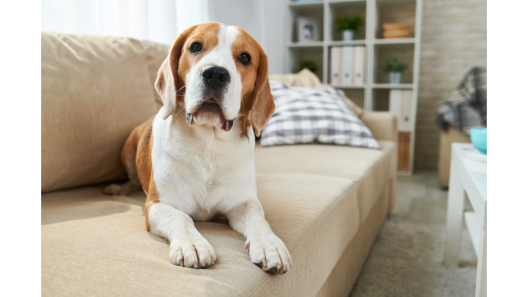 Cute dog lying on sofa