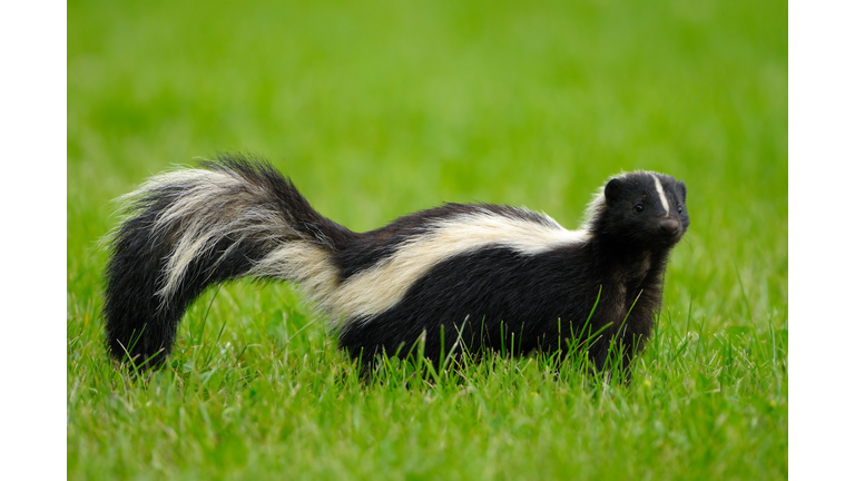 Portrait of skunk in grass