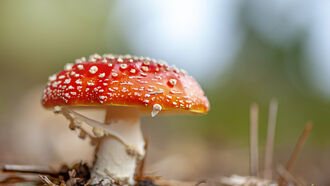 Mushrooms & Christmas