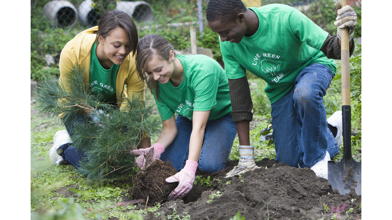 Volunteers planting a tree together