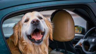 Dog Reunites With Minnesota Man After Car Is Stolen With Pet Inside