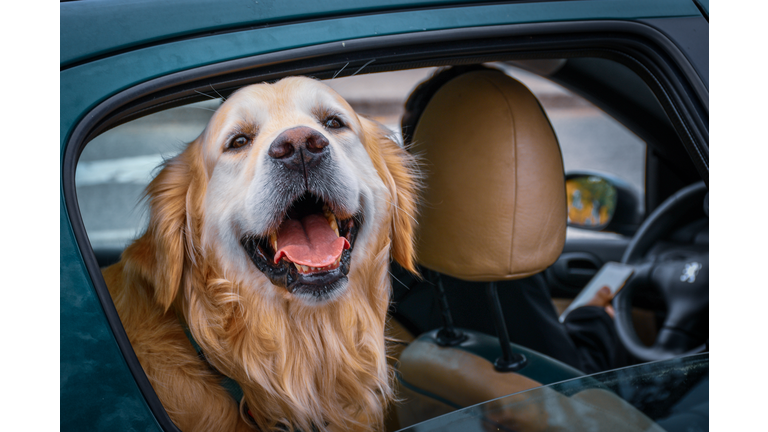 Close-Up Of Dog In Car