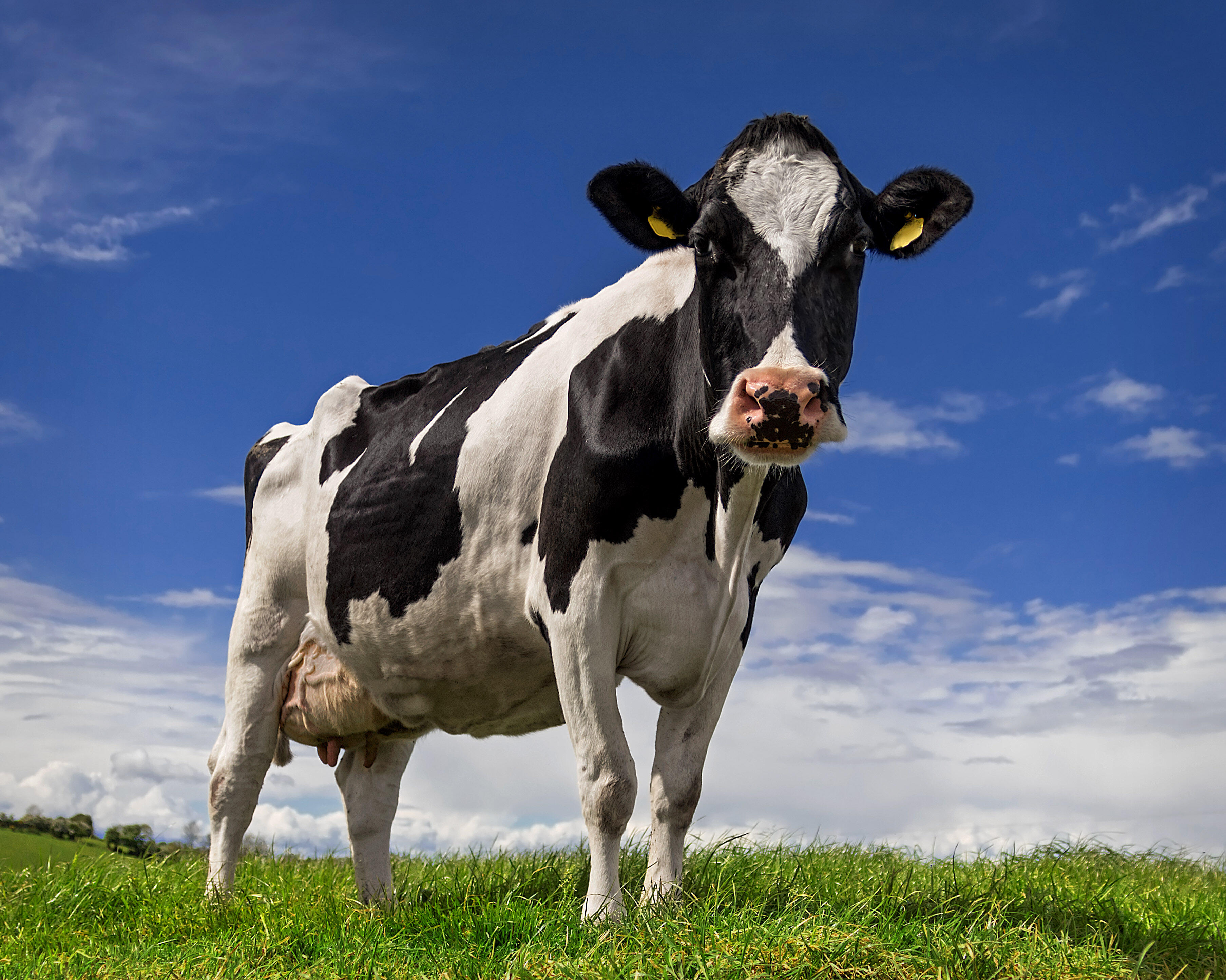 missouri-woman-dies-after-being-attacked-by-a-protective-cow-iheart