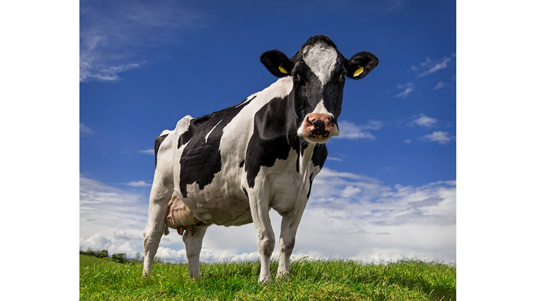 Holstein cow against a blue sky