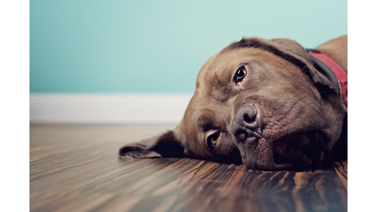 A Brown Dog Lying on the Floor With a Blue Wall