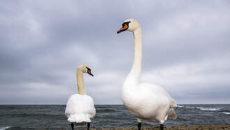 12 Swans Found Dead At Orlando’s Lake Eola As Officials Investigate Cause