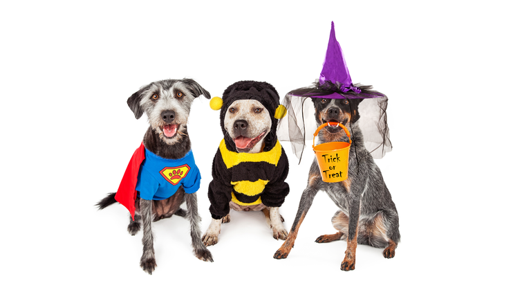 Cute Dogs Wearing Halloween Costumes