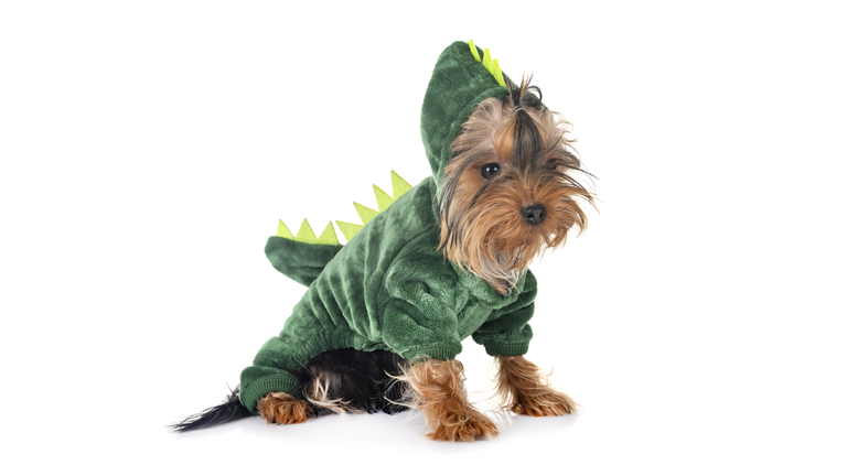 dinosaur yorkshire terrier