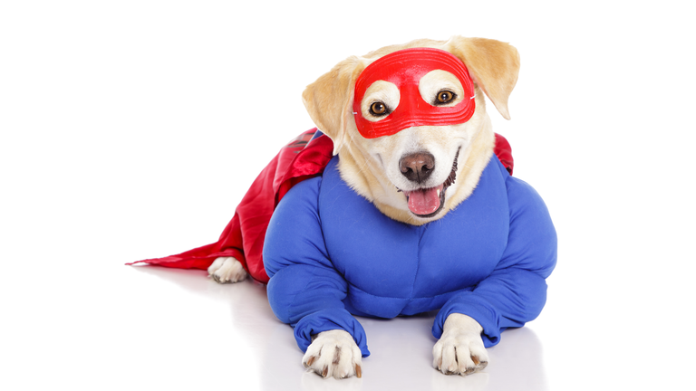 Superhero Dog