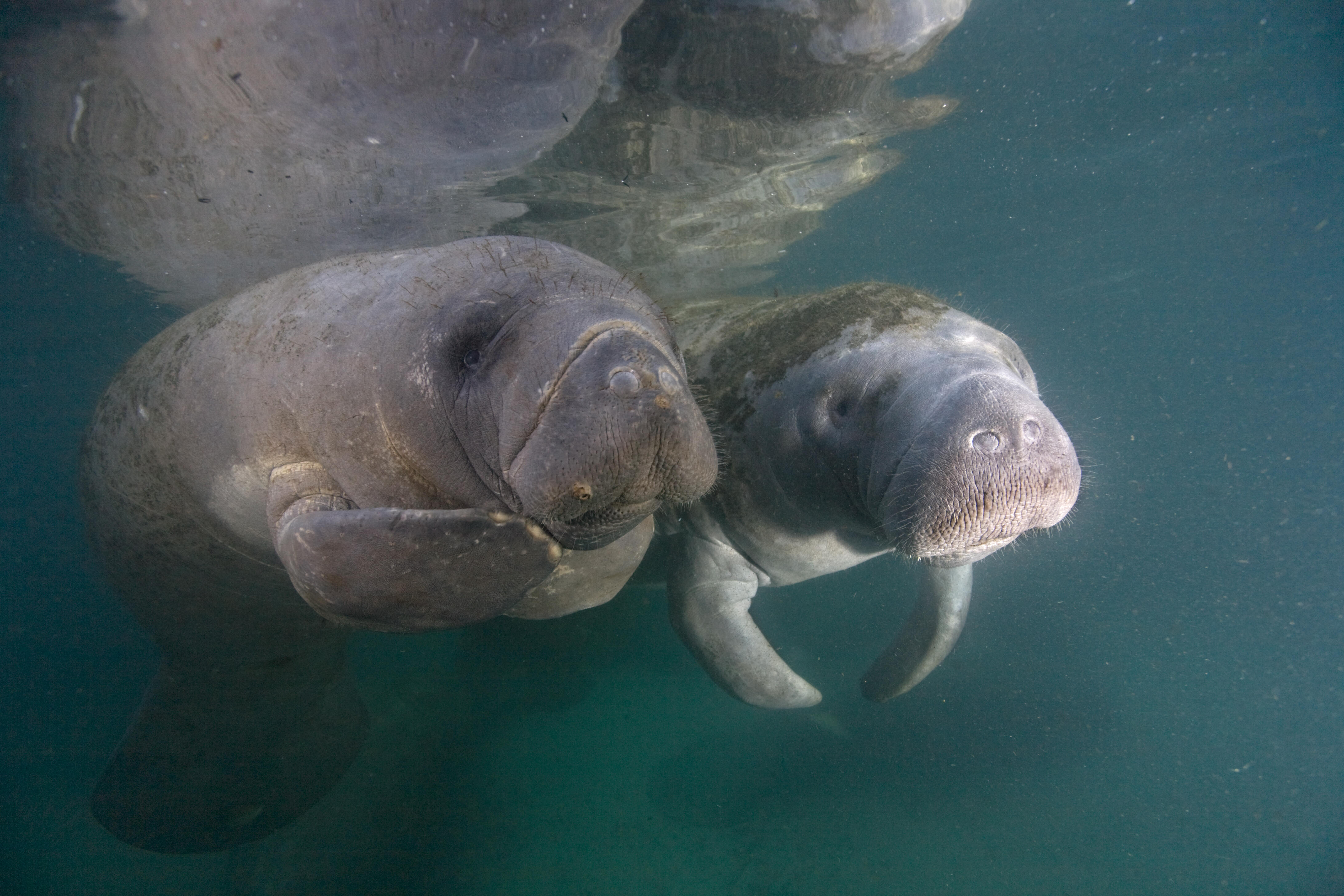 Super Bowl 2022 Predictions: Mote Manatees Support Bengals