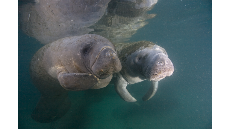 Manatee Momma and Calf