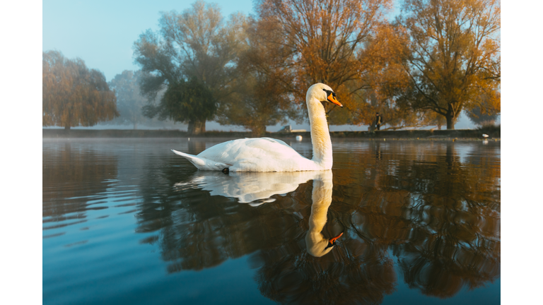 A swan and it’s reflection on lake in autumn