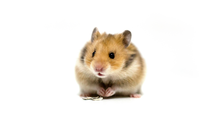 Beautiful and friendly brown Syrian hamster on a white background