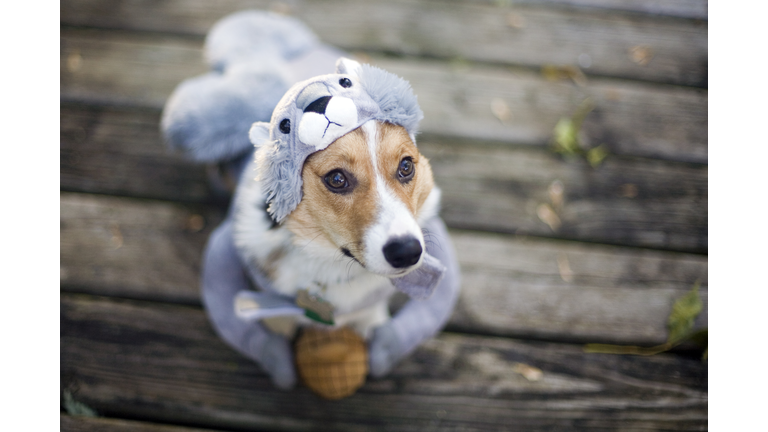 Dog in squirrel costume