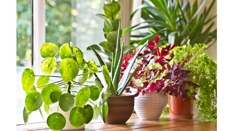 Pot plants display on the window