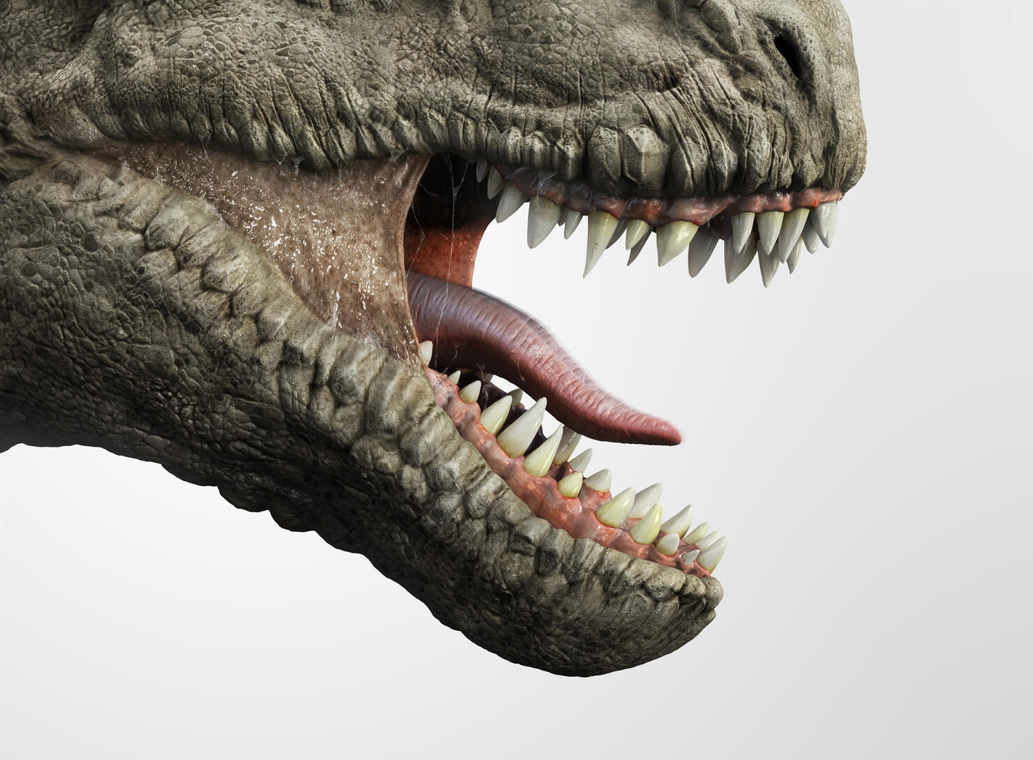 Close up of T-rex dinosaur mouth