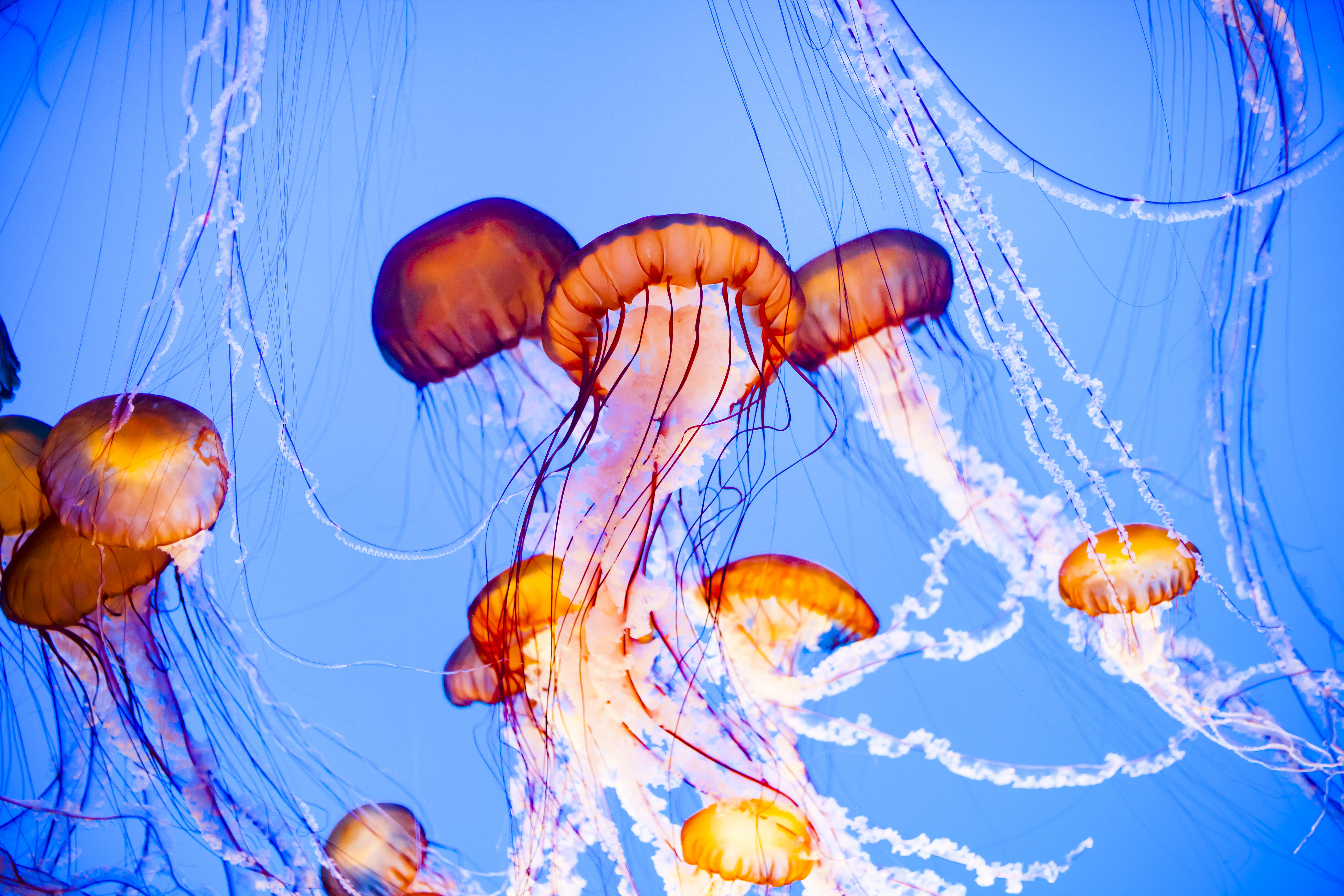 jellyfish stinging someone