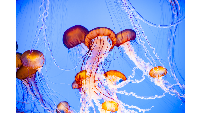 Jellyfish Floating in Water