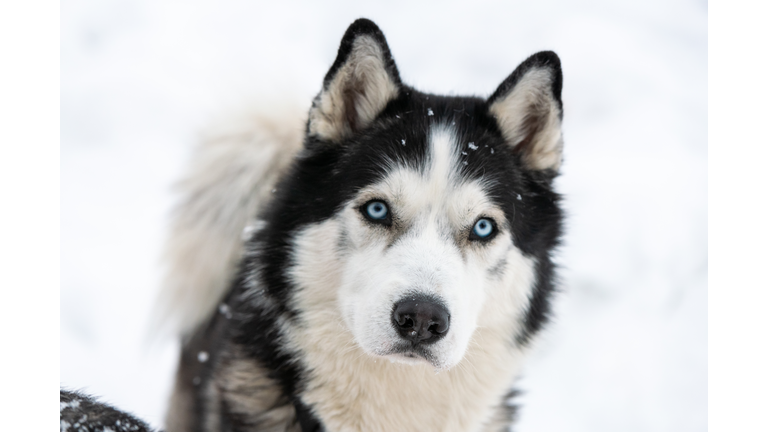 Portrait Of Dog During Winter