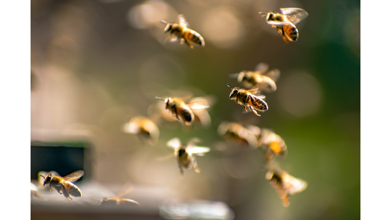Elqui Valley bees / Abejas del Valle de Elqui