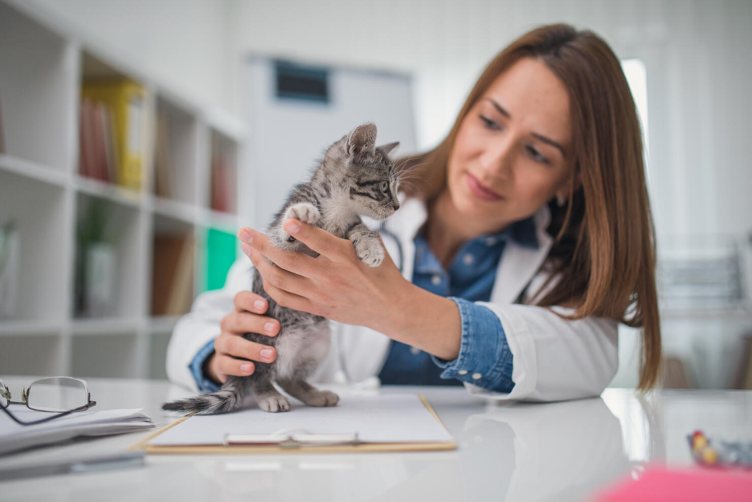 Veterinarian examining kitten