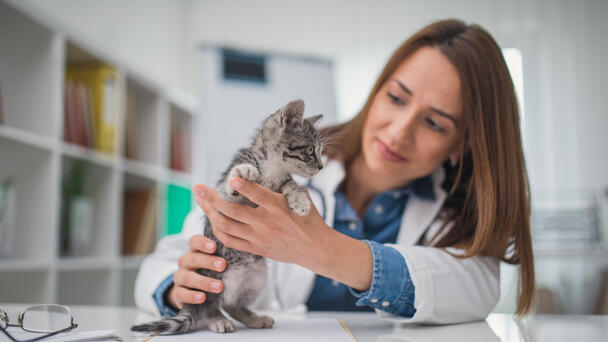 A Christmas Miracle At An Animal Hospital