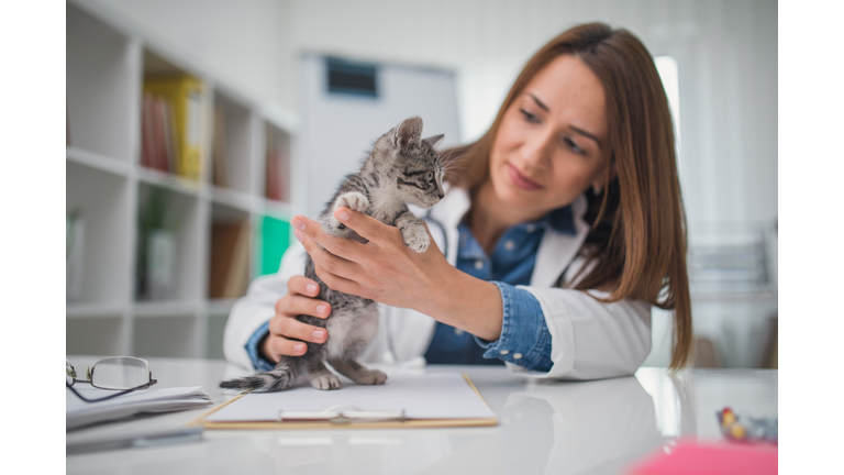 Veterinarian examining kitten