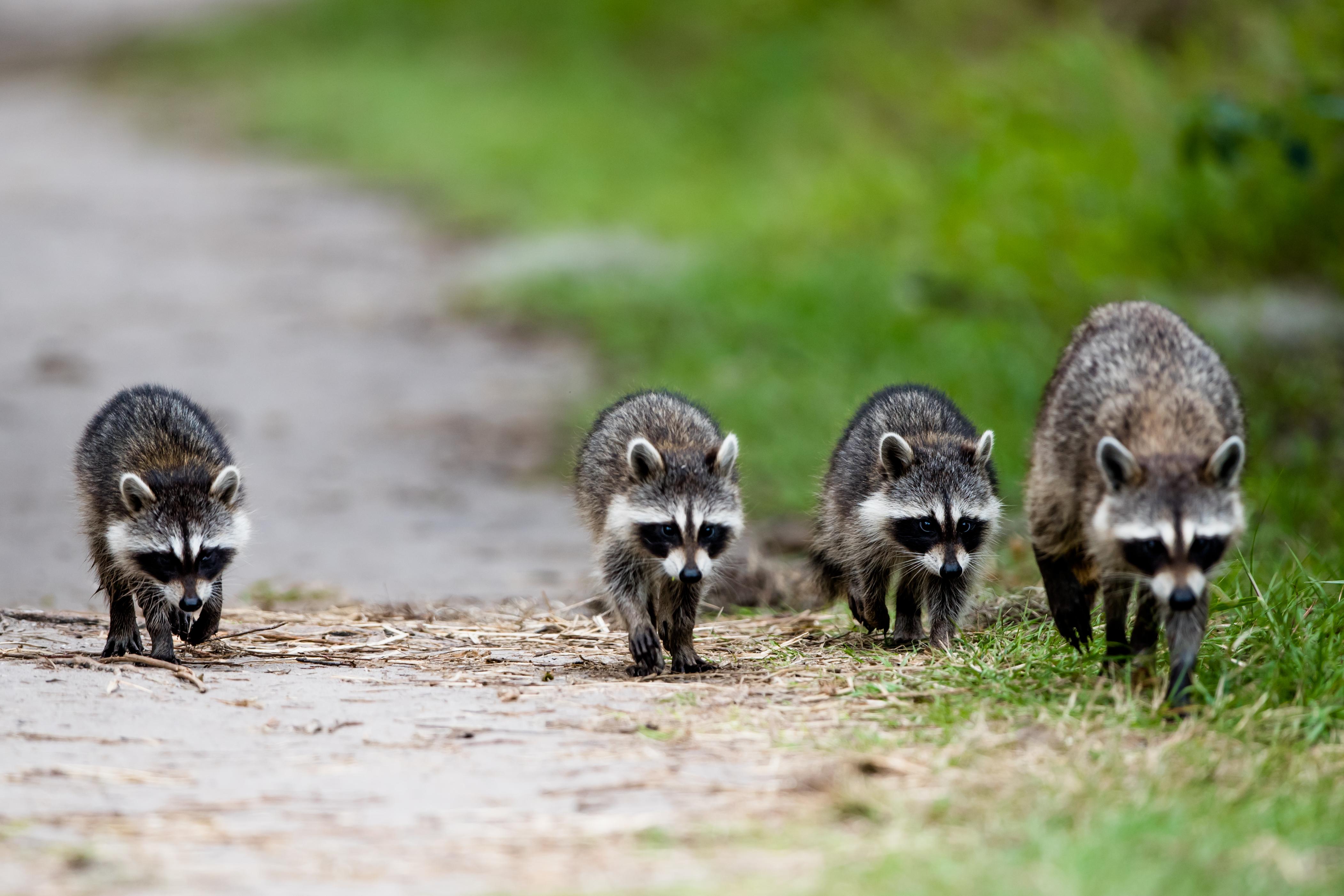 Woman Calls 911 After Home Is Surrounded by Over 100 Raccoons | iHeart
