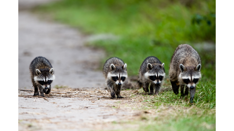 Raccoons Walking On Land