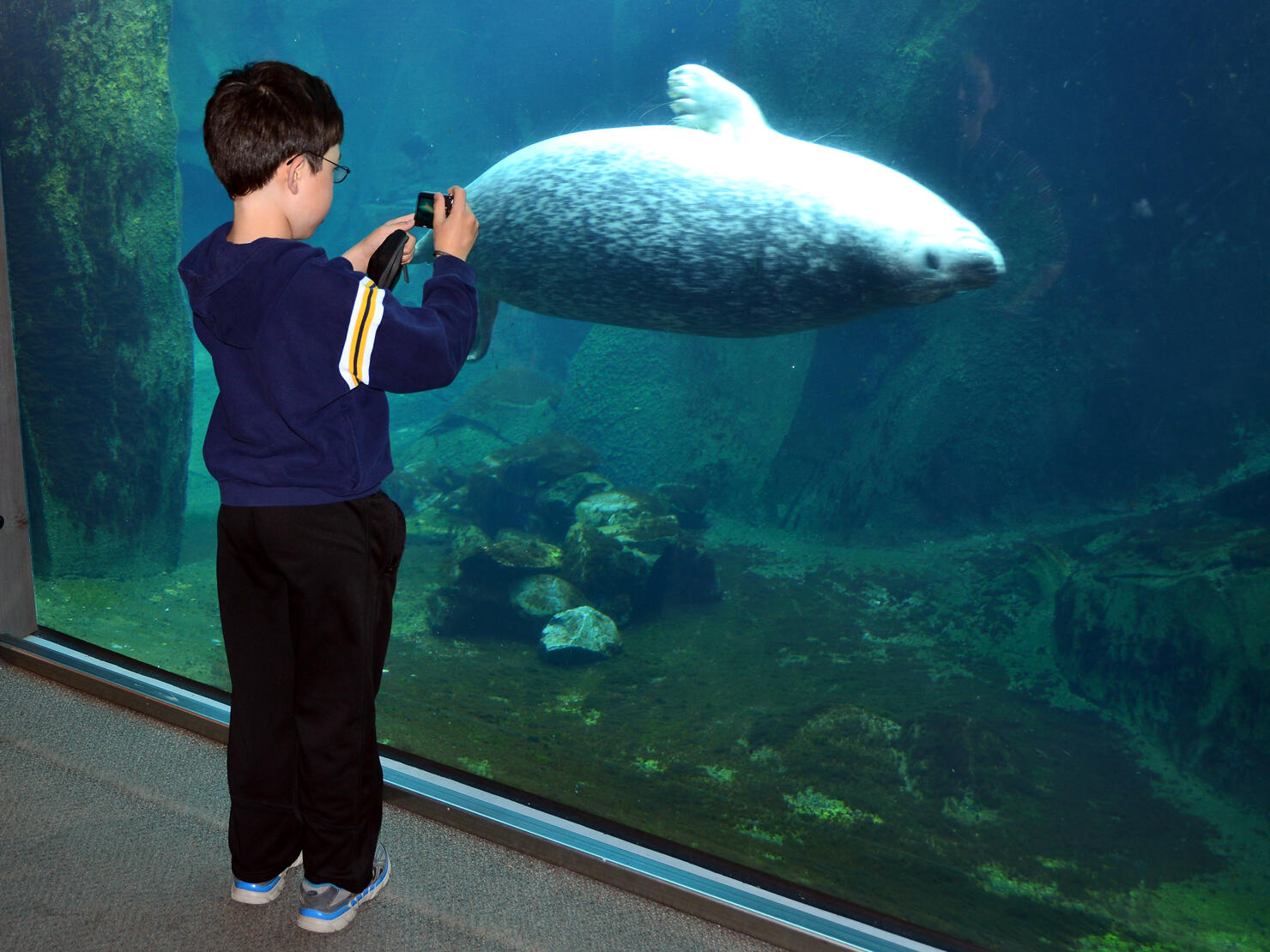Boy Taking picture of Steller sea lion