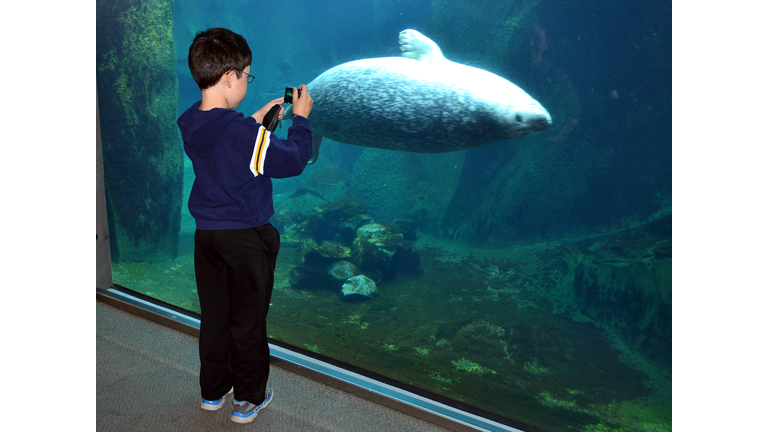 Boy Taking picture of Steller sea lion