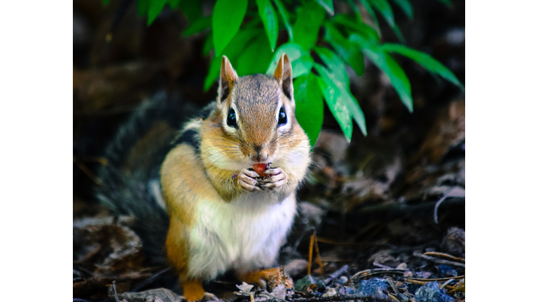Close-Up Of Chipmunk Eating Outdoors