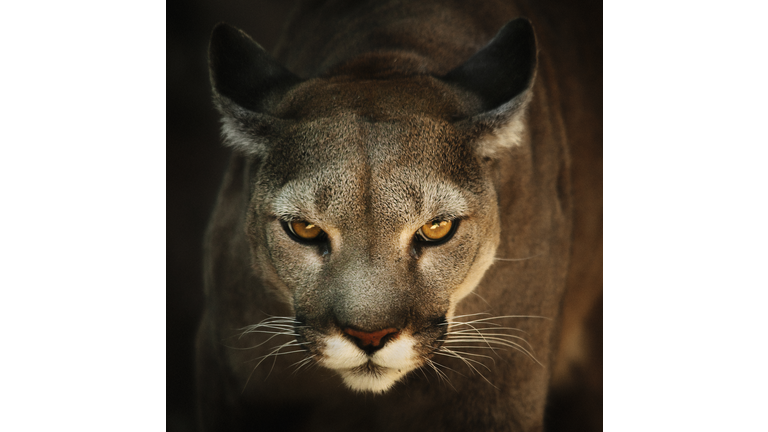 Close up of Cougar headshot face to face with black background. Puma concolor