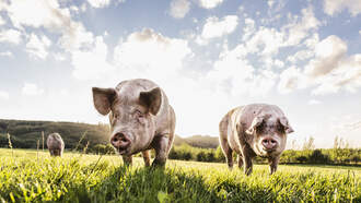 OnlyInFlorida: 2 Lucky Hialeah Pigs Pardoned Just in Time for Noche Buena!