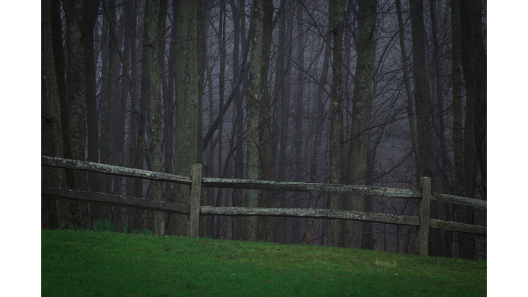 Scary woods with fenceline and dreadful horrific things that lurk in the darkness.  Drizzly rain and morning twilight.  Copy space.
